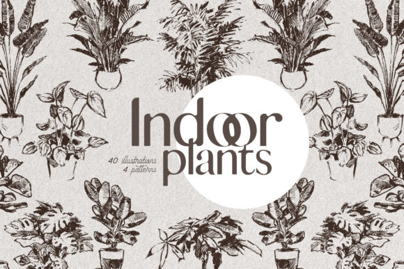 Download Indoor Plants - Home Greenery - Indoor Collection